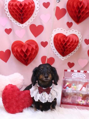 20240207ハルちゃん